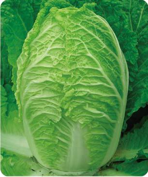 Jinchun 60——Chinese Cabbage Jinchun 60——Chinese Cabbage
